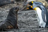 Three penguins judging a seal pup.