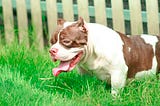 Types of Pitbull Puppies you should know