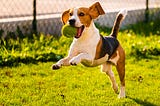Pavlov’s Dog Experiment