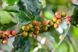 The bitter reality of unsustainable coffe…and what you can do to stop it
