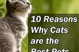 Top Reasons to Adopt from an Animal Shelter