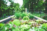 Growing a Kitchen Garden