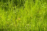 Why Fresh-Cut Grass Smells Like Summer