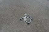 One baby turtle crawls through the sand.