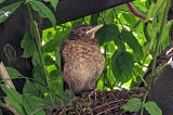 A wonderful summer with blackbirds