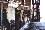 What are the common diseases of cattle and their treatments?