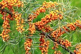 Picking berries, protecting mountains