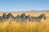 Investing in Biodiversity, Investing in Justice: Rethinking Conservation Finance