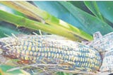 Maize kernel loaded with Aflatoxins