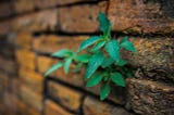 Green leaves breaking through brown brick wall