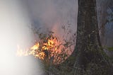 Forest Fires: Unraveling the Dual Impact of Climate Change and Anthropogenic Activities