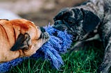 A brown dog and a black dog pulling in opposite directions on a rope toy