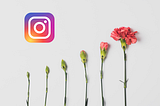 The Instagram logo next to flowers in different stages of growth.