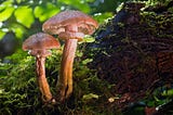 Mushrooms growing on a mossy branch.