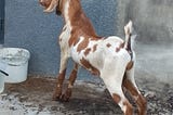 THE TYING DOWN HE-GOAT MUST FEED BY THE OWNER.