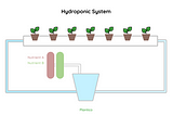 Hydroponic Plants being fed nutrition through water