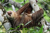 Sloths Are Amazing