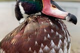 Closeup of a male wood duck