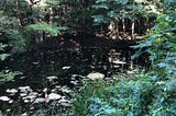 Navigating Complexity by Working With Energy, Idea, Field, and Story