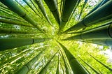 Growing Agile From Roots to Heights: Bamboo Model to Overcome Challenges