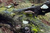 A Fungus on a Fallen Tree