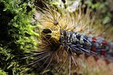 A zoomed in shot of a gypsy moth caterpillar feeding on green leaves