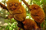 Aaaaarrrgh! Tarsier Monkey Stare off!