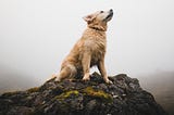 Dog on a rock, looking brave.