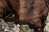REMEMBERING THE REGENERATIVE POWER OF LIFE