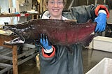 A woman smiles while holding an adult male coho salmon in the Makah National Fish Hatchery spawning room.