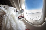 Pigs might fly: the problem of Emotional Support Animals