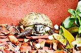 Lessons Learned from My Russian Tortoise