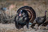 A male turkey displays his plumage while courting a potential mate.