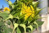 Sunflower that hasn’t bloomed