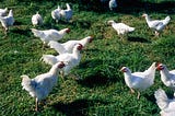 eggXYt & Tropic Biosciences announce groundbreaking project to develop Avian Flu resistant chickens.