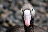 Wild Goose Chase | Global Warming Solutions