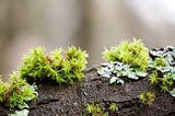 A photograph shows a tree branch with several species of moss and lichen growing on it