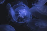 A close up of jellyfish deep underwater. They are faintly glowing.