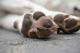 close up of dogs paws