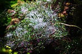 Spiderwebs in the rain