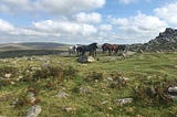 A group of horses on a rocky hill