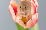 Petite Paws and Playful Whiskers: Happy Little Harvest Mice