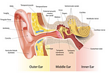 Berapakah Bayaran Cek Telinga di Rumah Sakit