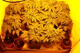 Growing Cannabis Sativa : Indoors