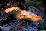 Amanita Muscaria, Growing at the base of a tree in a forest of pine, fir and aspen.