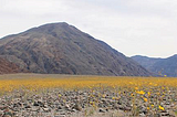 The Death Valley Super Bloom and Human Attraction to Rare Beauty