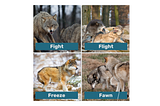 Fight, Flight, Freeze, Fawn