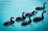 Navigating the Black Swan — A lesson in leadership