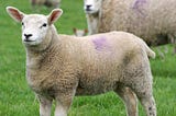 Fun Facts about Sheep