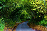 Hobbit Tree Tunnel, Dancersend, England